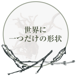 ブランチウッド