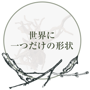 ブランチウッド