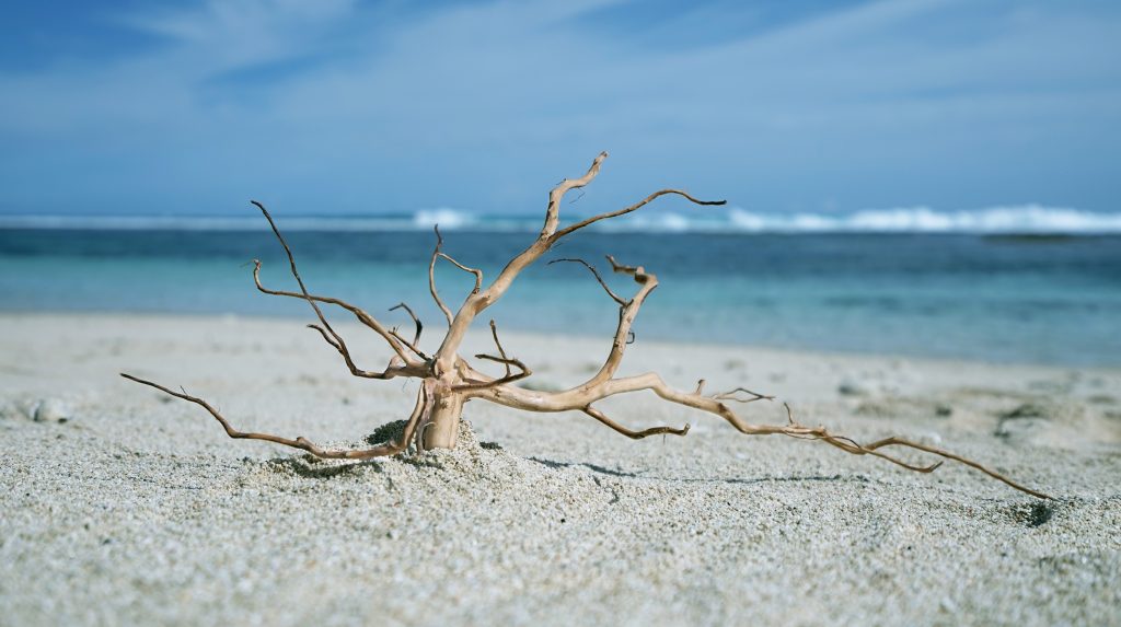 アク抜きしてない流木のほうが良いって本当！？