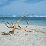 アク抜きしてない流木のほうが良いって本当!?
